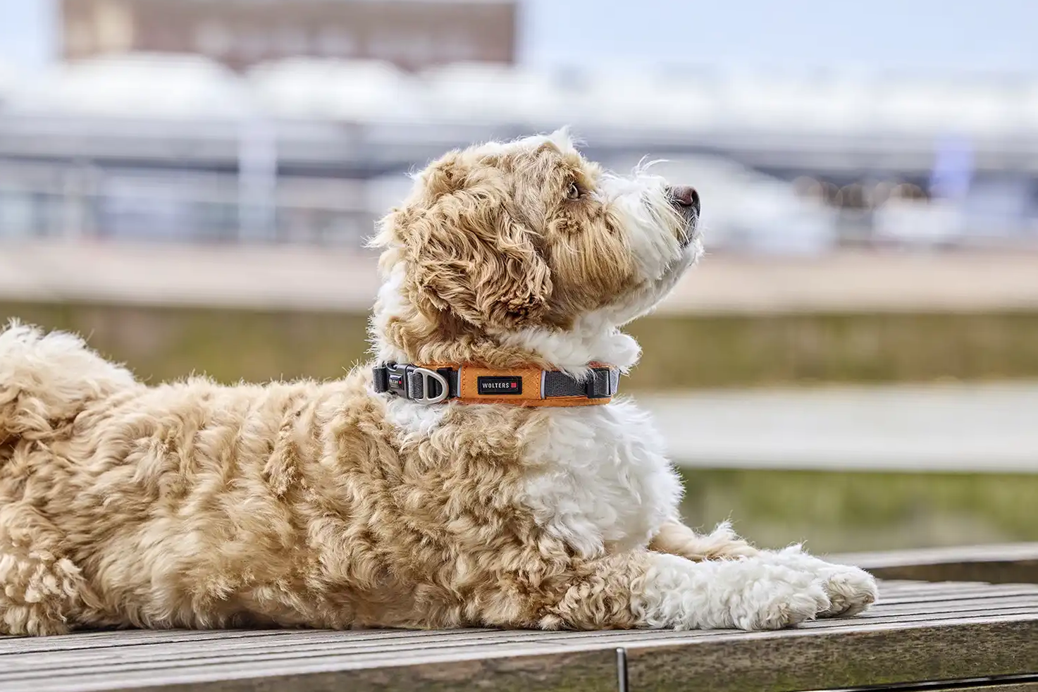 Active Pro Comfort Halsband 